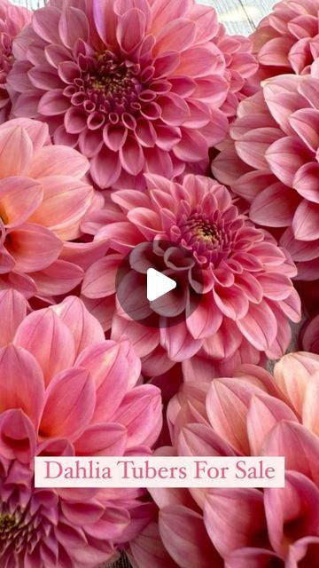 Mazeppa Acres - Roelien on Instagram: "Dahlia Tubers are now available for sale!! 🌸🩷 
Website link in bio!" Dark Foliage, Dahlia Tubers, Flower Farmer, Flower Farm, Website Link, Summer Flowers, Cut Flowers, Fresh Flowers, Dahlia