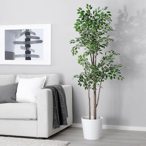 FEJKA Artificial potted plant - Weeping fig - IKEA Modern Potted Plants, Weeping Fig, Ficus Benjamina, Artificial Plants Indoor, Artificial Plant Wall, Fake Plants Decor, Artificial Plants Outdoor, Artificial Potted Plants, Floor Plants