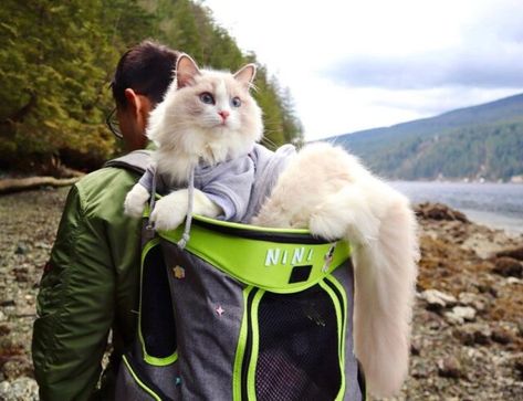 Cat Adventure, Adventure Cat, Safety Precautions, Adventure Vacation, Cat Backpack, Cat Travel, Animal Fashion, Adventure Awaits, Cat House