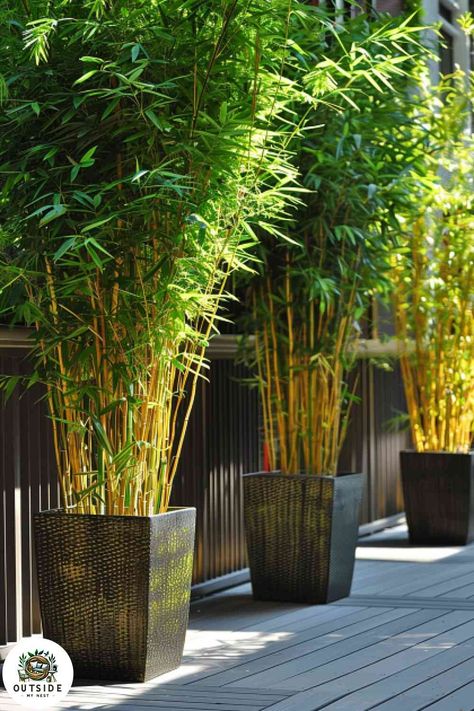 Privacy Plants In Pots, Potted Plants For Privacy, Bamboo In Containers, Portable Privacy Screen, Potted Bamboo, Building A Stone Wall, Porch Grill, Heat Tolerant Plants, Bamboo Privacy