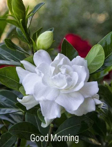 Good Morning With Flower Bouquet - DesiComments.com Gardenia Plant, Mother Love, Meteor Garden 2018, Inside Plants, Evergreen Plants, Chinese Garden, Starter Plants, Kew Gardens, Exotic Flowers