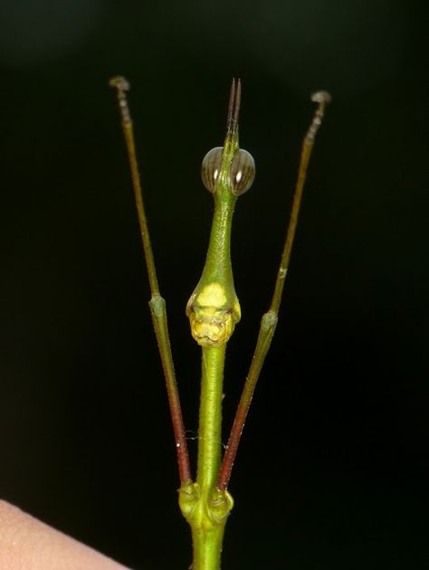 Look at those eyes!  Real Monstrosities: Stick Grasshopper Grasshopper Spiritual Meaning, Trust Intuition, Hard Photos, Stick Insects, Hard Photo, Research Station, Stick Insect, Path To Enlightenment, Creepy Crawlers