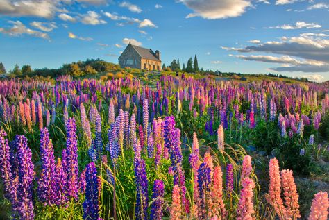 photo of brown wooden house with clear field grass during daytime, lupins, lupins #Lupins #house #clear #field #daytime New Zealand #com lake tekapo New  Zealand lake  tekapo #Canterbury South Island Mount Cook Lake Pukaki National Park Park  Church Good Shepard #Religion #Historical #Sky #Cloud Building  Stone #Chimney #Water #Grass #Tussock #Moon #Twilight #Sunset Day  Night #Outdoor #Outside #Horizontal #Colour #Color #RR #Daily #Photo #5K #wallpaper #hdwallpaper #desktop New Zealand Lakes, Horizontal Wallpaper, Lupine Flowers, Clouds Photography, Spring Wallpaper, Backgrounds Wallpapers, Photography Workshops, Wallpaper Free Download, Flower Field