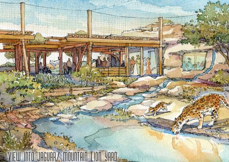 El Paso Zoo Mountain Lion and Jaguar - WDM Architects Lion Enclosure, Zoo Concept Art, Jaguar Habitat, Tree House Playground, Zoo Drawing, Zoo Decor, Zoo Map, Zoo Art, Zoo Park