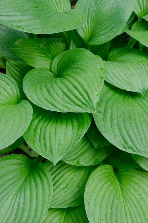 Hosta plants are some of the most popular low-maintenance plants. These plants come in many shapes and sizes, and some of them have different care requirements because of this. Check out this guide for everything you need to know about growing and caring for hostas. Caring For Hostas, Hostas Garden, Hosta Care, Cold Climate Gardening, Edge Ideas, Garden Perennials, Bed Idea, Hosta Gardens, Gardens Ideas