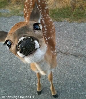 Cute Deer Pictures, Deer Pfp, Dear Animal, Daydream Aesthetic, Fawn Animal, Vacation Baddie, Deer Eyes, Horses Funny, Funny Horse Pictures