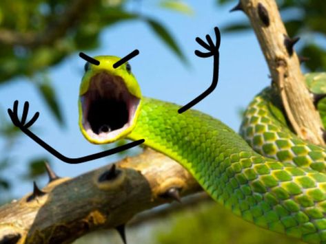 People Are Doodling On Snake Pics, And The Result Is Brilliant Snake Doodle, Snakes Funny, Cut Animals, Cute Reptiles, Cute Snake, Creative Content, Use Me, Funny Animal Memes, Reptiles And Amphibians