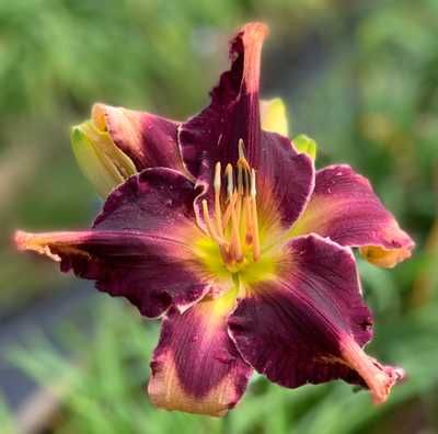 Coit Tower daylily Coit Tower Daylily, Daylily Coit Tower, Fat Kitty, Price Display, Mystery Show, Day Lily, Day Lilies, Patio Garden, Indoor Plants