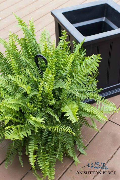 Fern Pots Planters, Boston Fern Planter Ideas, Fern Planters Ideas Outdoor, Potted Ferns Front Porches, Boston Ferns Outdoor Front Porches, Fern Container Ideas, Fern Front Porch, Front Porch Planters Entrance, Front Porch Flower Pots Entrance