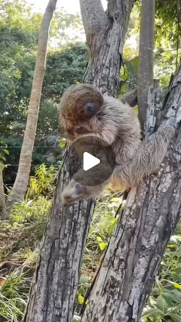 Travel | Vacations | Nature on Instagram: "@aruaavesenatureza —During this season, the young Bradypus torquatus are growing and beginning to rely less on their mothers for nourishment as they feed on tree leaves. However, they stay close to their mothers at all times. One of the young sloths stumbled and fell, but a guide helped it back into its mother’s lap, ensuring that the mother did not become agitated and that the young sloth was not injured.  Although it may have appeared that the mother sloth was grateful, it’s important to remember that sloths are wild animals and may use their arms to defend themselves or warn others to stay away. If you encounter a wild animal in distress, seek assistance from someone with experience in handling them.  🎥 @aruaavesenatureza 📍Praia do Forte, Bra Cute Wild Animals Videos, Sloth Template, Sloth Gif, Cute Sloth Pictures, Sloth Photos, Smiling Sloth, Funny Wild Animals, Animals Doing Funny Things, Two Toed Sloth