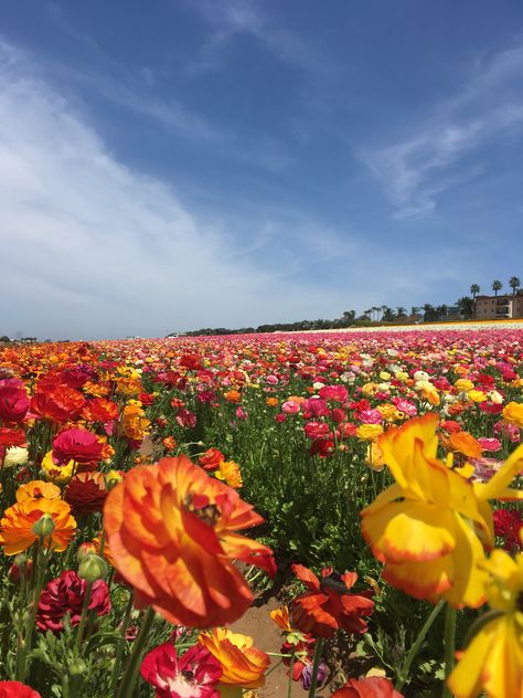 Carlsbad Flower fields, flowers, spring, colorful Fields Flowers, Carlsbad Flower Fields, Flower Landscape, Flowers Spring, Cool Poses, Flower Images, Flower Field, Pumpkin Patch, Landscape Photography