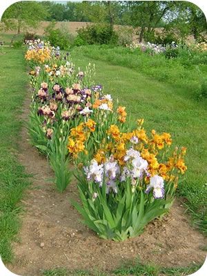 Iris Beds Ideas, Iris In Pots, Iris Garden Ideas, Bearded Iris Garden, Iris Care, Iris Flowers Garden, Garden Vase, Garden Bed Layout, Garden Organization