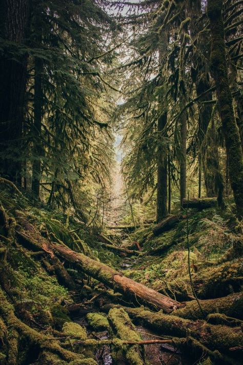 Goblincore Aesthetic, Moss Covered, Evergreen Forest, Forest Bathing, Conceptual Photography, Beautiful Forest, Green Trees, Oregon Coast, Nature Aesthetic