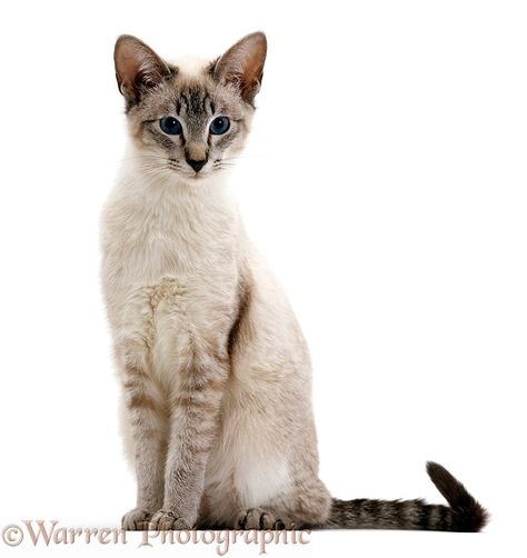 Blue tabby-point Siamese male cat photo Tabby Point Siamese, Blue Point Cat, Siamese Cats Blue Point, Siamese Cats Facts, Male Cat, Cat Poses, Cat Anatomy, Cat References, Rare Cats