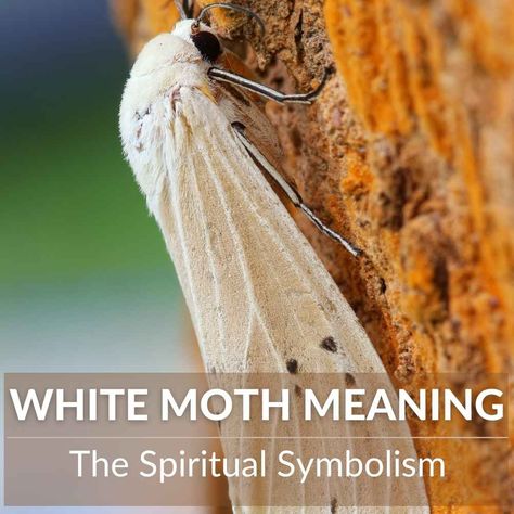 The white moth also symbolizes an inner light within yourself, so if one appears during a dark time know that there must be something good on its way! The White Moth Meaning, Moth Meaning, Moth Symbolism, White Moths, Pantry Moths, White Moth, S Meaning, Moth Wings, Spiritual Beliefs