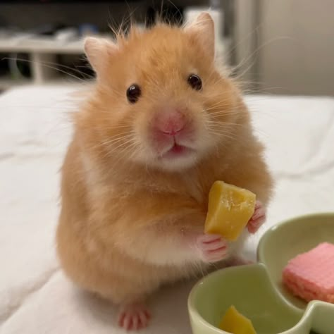 Teddy Hamster, Kandang Hamster, Hamster Pics, Hamster Life, Hamster Food, Cutest Pets, Animals Tattoo, Hamster Eating, Hamster Cages