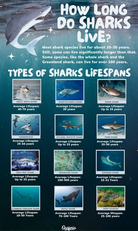 harks are long-living formidable predators that rule the ocean. But have you ever wondered, how long do sharks live? Well, that all depends on their species. Most shark species live for about 20-30 years. Still, some can live significantly longer than that. Take a look at 12 of the most popular and longest-lived species of sharks in the ocean today. We’ll also explore where sharks live, and how long they can survive without food. Keep reading for more! Shark Species Chart, Types Of Hammerhead Sharks, Sharks Of The World, Lemon Shark Facts, Hammerhead Shark Facts, Sharks Facts, Shark Types, Whale Shark Facts, Swell Shark