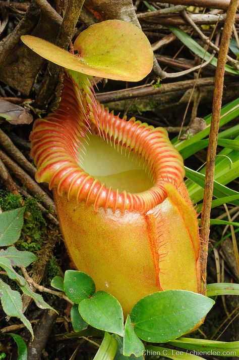 Pitcher plant (Nepenthes villosa) | Nepenthes villosa, a hig… | Flickr Insectivorous Plant, Sabah Malaysia, Bog Plants, Strange Flowers, Weird Plants, Plant Fungus, Large Flower Pots, Pitcher Plant, Unusual Plants