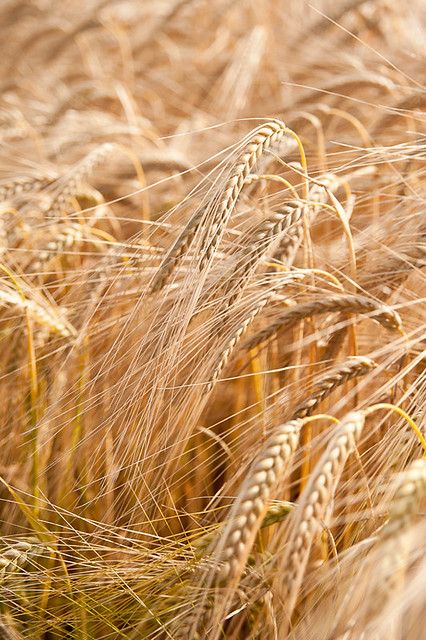 Barley field | Sarka Babicka Photography | Flickr Wheat Sheaf, Golden Fields, Beta Glucan, Photography Autumn, Fields Of Gold, Outdoors Tattoo, Wheat Fields, Barley, The Field