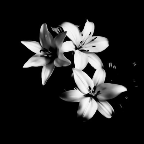 Japanese Yakuza, My Posts, Flowers, White, Black