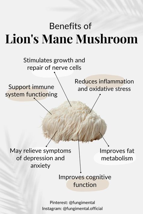 Learn about this powerhouse mushrooms and its many benefits. #lionsmanemushroom #functionalmushrooms Lion Mane Mushroom, Lions Mane Benefits, Lion's Mane Mushroom, Mushroom Benefits, Lions Mane, Lions Mane Mushroom, Lion's Mane, Herbs For Health, Lion Mane