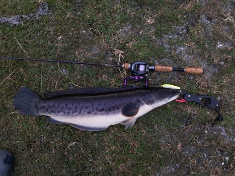 Giant Snakehead (Toman) Rod: Shimano Bantam 165L BFS 6-12LB Reel: Shimano Aldebaran BFS XG Line: Sunline Shooter FC Sniper 5LB Lure: Magic Stick 80 Shimano Reels, Welding Rig, Animals And Pets, Fish