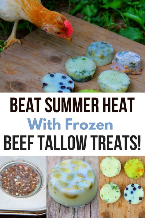 These frozen beef tallow treats are an easy, DIY chicken treat for summer! Your chickens will love this recipe for a homemade chicken treat! Farm Animals Aesthetic, Chicken Feed Recipe, Best Egg Laying Chickens, Frozen Beef, Portable Chicken Coop, Egg Laying Chickens, Chicken Toys, Chicken Feeders, Chicken Treats