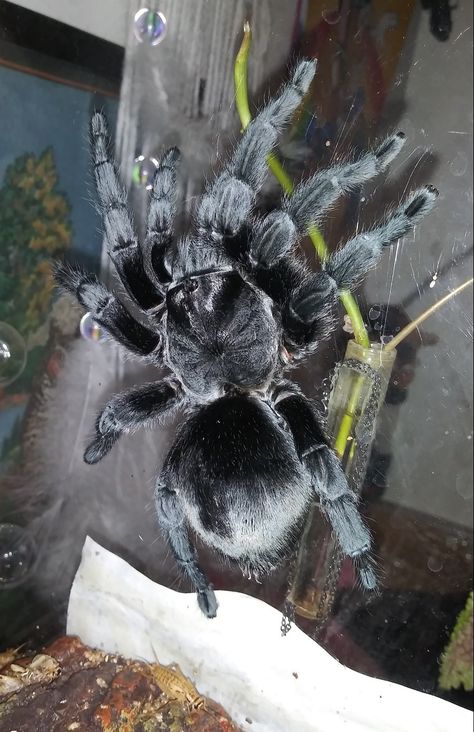 Brazilian Black Tarantula, Tarantula Species, Black Tarantula, Spiders, White Black, White And Black, Animals, Quick Saves, Black