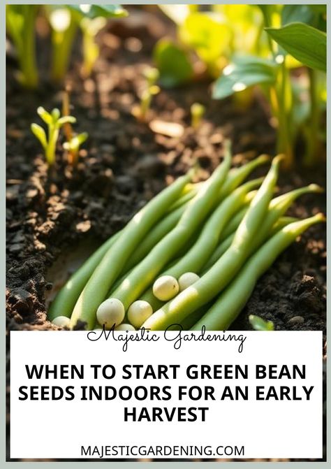 Indoor gardening, 365, 366, 369, 368, 370, 373, 127, 371, 367, 372 Growing Green Beans From Seeds, Indoor Vegetable Garden, Green Bean Seeds, Growing Green Beans, Growing Beans, Edible Gardening, Indoor Vegetables, Types Of Beans, Bean Plant