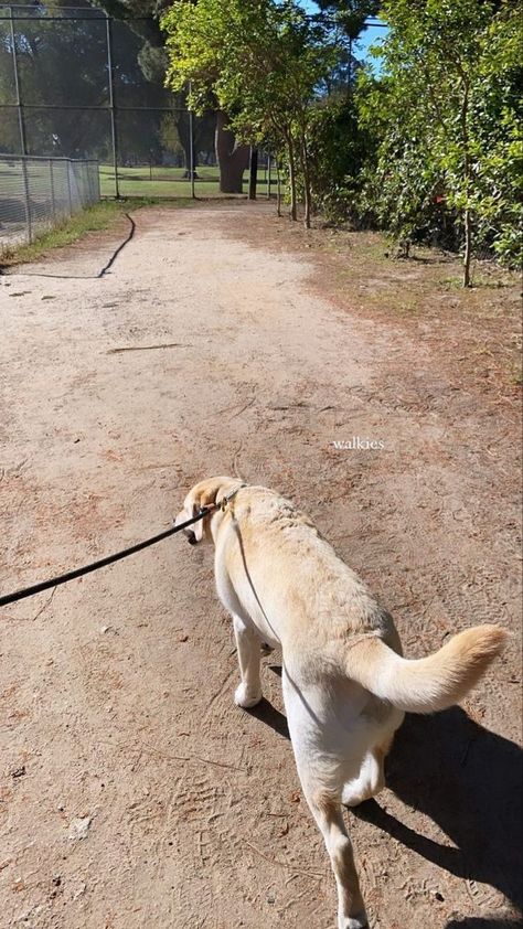 Walking Dog Snapchat Story, Golden Retriever Snapchat Stories, Morning Dog Walk Aesthetic, Morning Walk Snapchat, Morning Walks Snapchat, Morning Walk Snap, Dog Walk Aesthetic, Manifest 2023, House Astrology