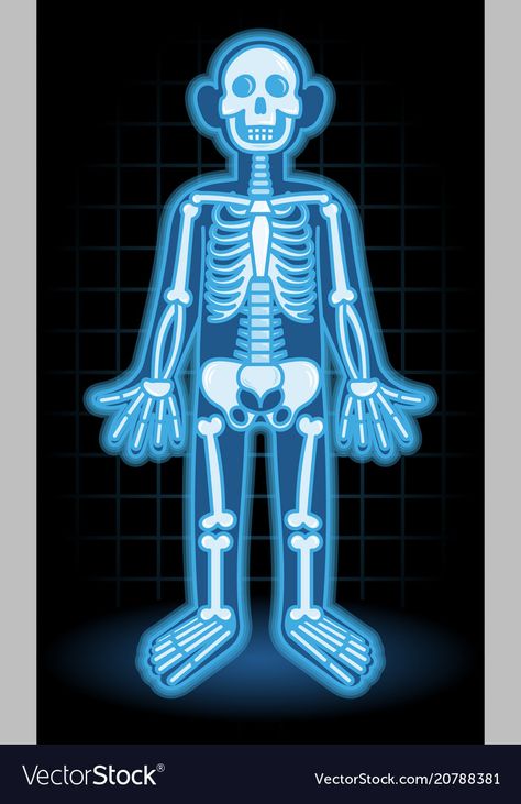 X Ray Illustration, X Ray Drawing, Muscle Project, Skeleton Medical, Character Flat Design, Half Skeleton, Xray Art, Body Bones, X-ray Images