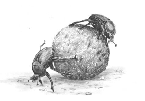 Dung beetles!  Nature's refuse collectors. Dung Beetle Drawing, Dung Beetle Illustration, Beetle Drawing, Beetle Illustration, Dung Beetle, Table Markers, Course Ideas, Art Courses, Art Drawings Sketches Creative