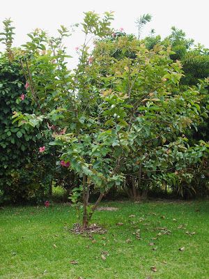 Pink Guava Tree, Garden Hallway, Guava Tree, Guavas, Pink Guava, Tree Growing, Ann Arbor, Growing Tree, Flowering Trees