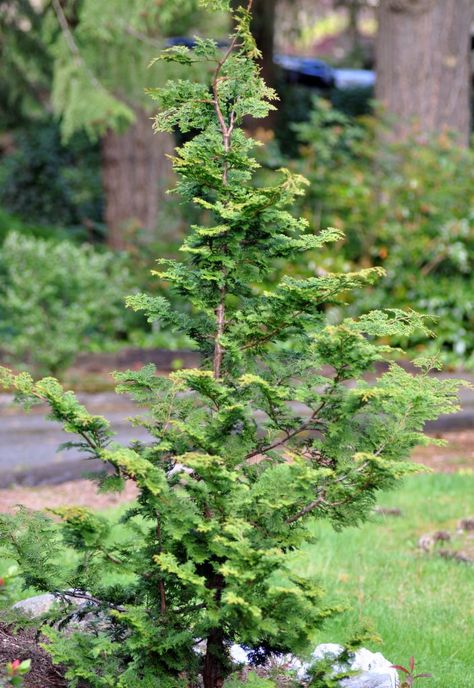 Slender Hinoki Cypress | A Tree Garden Hinoki Cypress Landscaping, Slender Cypress Trees, Slender Hinoki Cypress Tree, Slender Hinoki Cypress, Unique Yard Art, Hinoki Cypress, Bald Cypress, Conifer Trees, Foundation Planting