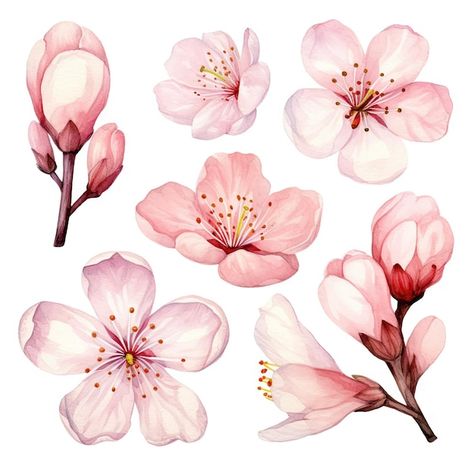 Photo vector watercolor cherry blossom c... | Premium Photo #Freepik #photo Flowers Spring Drawing, Flower Watercolor Drawing, Blossom Cherry Tattoo, Painted Cherry Blossoms, Graphic Shapes Pattern, Pastel Colors Aesthetic, Cherry Blossom Illustration, Flowers Cherry Blossom, Blossom Illustration