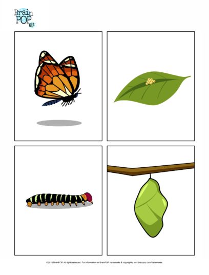 Stages Of Butterfly Life Cycle, Butterfly Life Cycle Worksheet, Life Of A Butterfly, Life Cycle Worksheet, Butterfly Life Cycle Craft, Sequencing Activities Kindergarten, Butterfly Lessons, Symmetry Worksheets, Stages Of A Butterfly