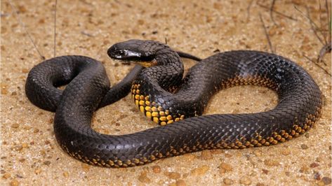 Tiger snake Snake Species, Jane Harper, Tiger Snake, Venomous Snake, Largest Snake, Natural Farming, Pit Viper, Cobra Snake, Snake Venom