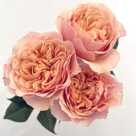 Garden Rose Varieties, White Spray Roses, Big Peach, Rose Varieties, Peach Rose, Coming Up Roses, Shell Pink, Growing Roses, Peach Roses