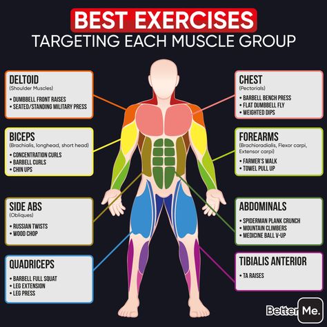 Muscle Target Exercises, Target Muscle Workouts, Muscle Targeting Workouts, Target Muscle Groups, Main Muscle Groups, Major Muscle Groups Workout, Deltoid Muscle Exercises, Muscle Activation Exercises, Muscle Groups Anatomy