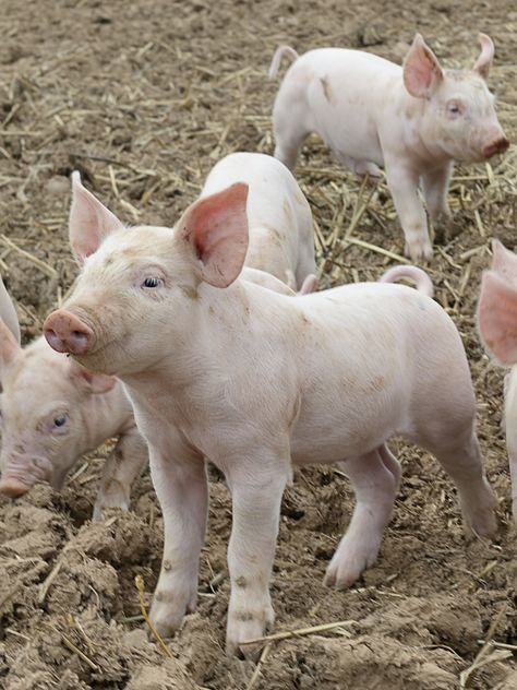 #Piglet on the farm. Figure Collage, White Pig, Animal Aesthetic, Coop Plans, Collage Drawing, Pig Farming, Chicken Coop Plans, This Little Piggy, Down On The Farm