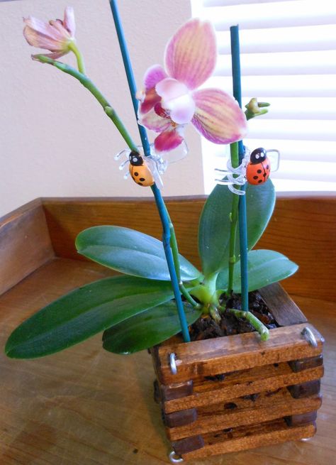 Orchid Obsession : DIY Orchid Pot. Step by step instructions on how to make an orchid pot, or orchid basket Diy Orchid Pot, Orchid Potting, Potting Ideas, Diy Orchids, Orchid Potting Mix, Orchids In Water, Plants In Baskets, Orchid Plant Care, Wooden Pot