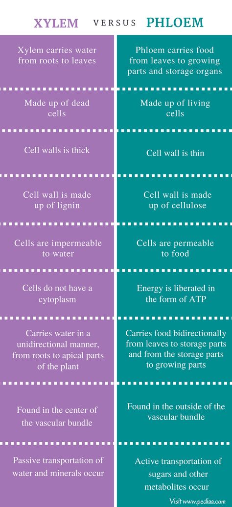 Xylem And Phloem Notes, Xylem And Phloem Diagram, Botany Laboratory, Plant Tissue Biology Notes, Xylem And Phloem, Cell Biology Notes, Learn Biology, Biology Revision, Mcat Study