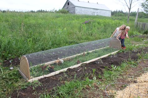 Chicken chunnel Chicken Tunnels, Portable Chicken Coop, Raising Chicks, Chicken Tractors, Chicken Coop Run, Chicken Tractor, Coop Design, Coops Diy, Chicken Run