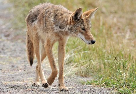 Coyote Pictures, Coyote Aesthetic, Coyote Drawing, Coyote Animal, Jimmy Stewart, Coyote Hunting, Grey Fox, Creature Feature, University Of Florida