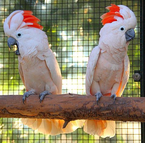 Moluccan Cockatoos, I am a proud momma to a Moluccan Mollucan Cockatoo, Moluccan Cockatoo, Beautiful Feathers, Bird Watcher, Pet Bird, Bird Pictures, Exotic Birds, Tropical Birds, Small Birds