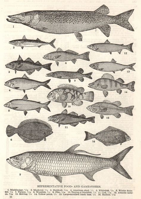 a vintage scientific illustration of fish from an antique book. Science Illustration, Fish Illustration, Fish Drawings, Antique Illustration, Scientific Illustration, Illustration Vintage, Vintage Fishing, Fish Print, Fish Design