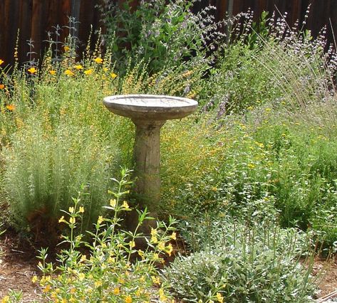 Structure in the Native Garden - Topanga Style birdbath sticky monkey flower californiia native wildflowers California Native Plant Garden, Bee Garden Design, California Native Landscape, California Landscaping, Native Plant Garden, Native Plant Landscape, California Native Garden, Butterfly Garden Design, Drought Tolerant Landscape