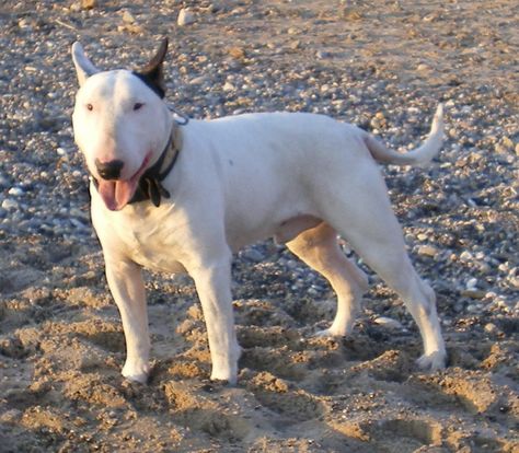 Perros Bull Terrier inglés Bull Terriers, English Bull, Bull Terrier, Pitbull, I Hope, Dogs, Animals