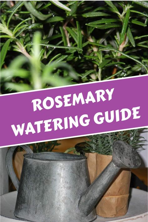 Discover the ultimate rosemary watering tips for optimal plant care. Uncover the precise watering frequency and volume required to achieve stunning results with your rosemary plants all year round. Master the art of watering your prized rosemary throughout various seasons to promote growth and well-being. Rosemary Plants, Benefits Of Rosemary, Grow Lemongrass, Growing Rosemary, Rosemary Plant, Plant Based Eating, Growing Indoors, Grow Your Own Food, Large Plants