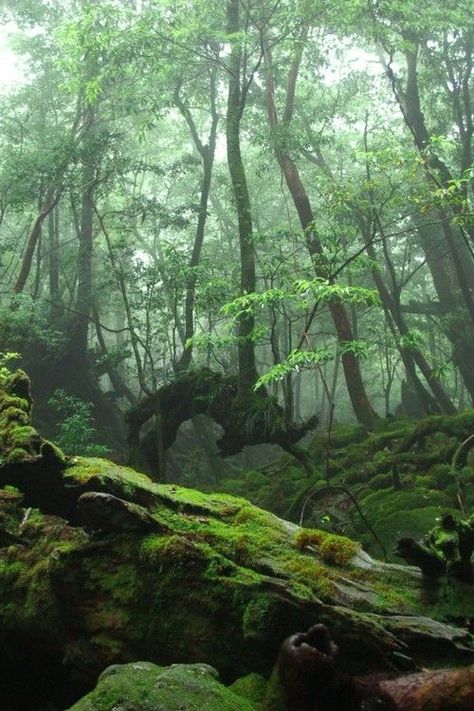 Mysterious Forest, Walpapers Cute, Yakushima, Moss Covered, Mystical Forest, Landscape Designs, Have Inspiration, Magical Forest, 판타지 아트